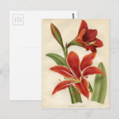 Vintage botanische Printwerbung - Amaryllis Postkarte (Vorne/Hinten)
