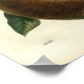 Vintage botanische Printwerbung - Birnen Poster (Ecke)