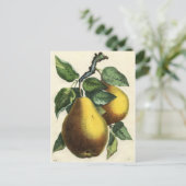 Vintage botanische Printwerbung - Birnen Postkarte (Stehend Vorderseite)