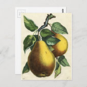 Vintage botanische Printwerbung - Birnen Postkarte (Vorne/Hinten)