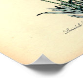 Vintage botanische Printwerbung - Lavendel Poster (Ecke)