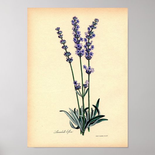 Vintage botanische Printwerbung - Lavendel Poster (Vorne)
