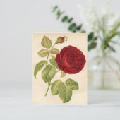 Vintage botanische Printwerbung - Rote Rose Postkarte (Stehend Vorderseite)