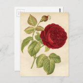 Vintage botanische Printwerbung - Rote Rose Postkarte (Vorne/Hinten)