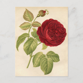 Vintage botanische Printwerbung - Rote Rose Postkarte