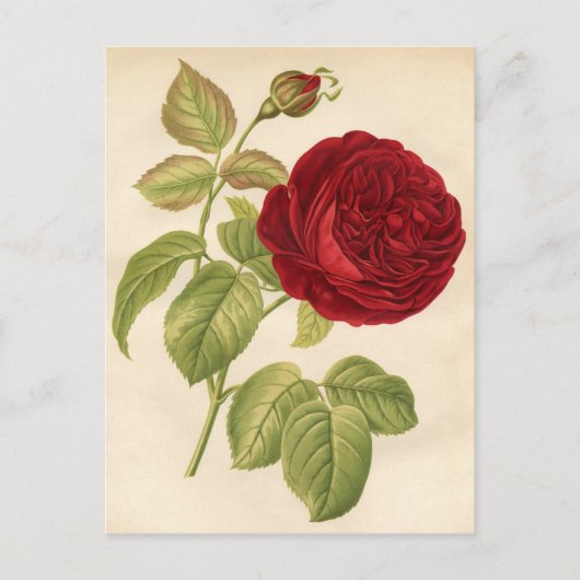 Vintage botanische Printwerbung - Rote Rose Postkarte (Vorderseite)