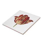 Vintage botanische Rembrant Tulpe-Keramik-Fliese Fliese (Seite)