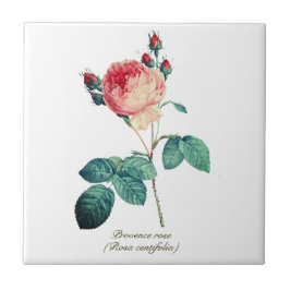 Vintage botanische Rosa Provence Rose Fliese