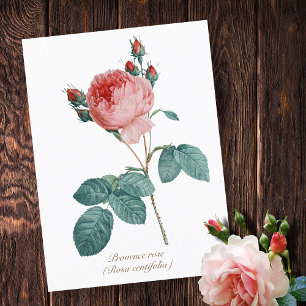 Vintage botanische Rosa Provence Rose Postkarte