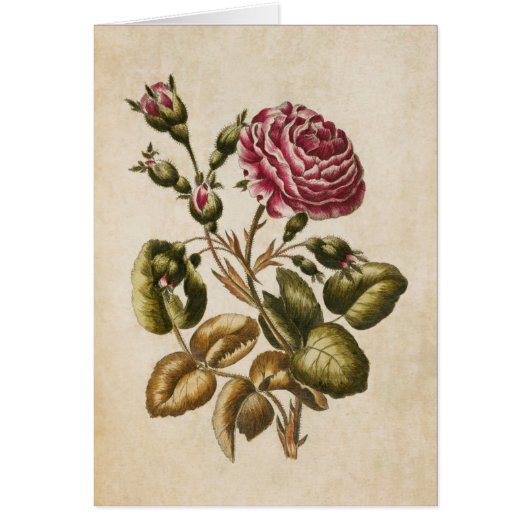 Vintage botanische Rose (Vorne)