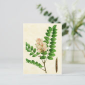 Vintage botanische Rose Blühende Johannisbrot Postkarte (Stehend Vorderseite)