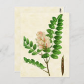 Vintage botanische Rose Blühende Johannisbrot Postkarte (Vorne/Hinten)