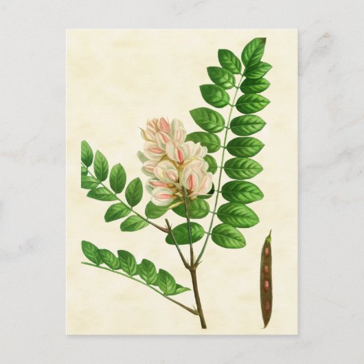 Vintage botanische Rose Blühende Johannisbrot Postkarte (Vorderseite)