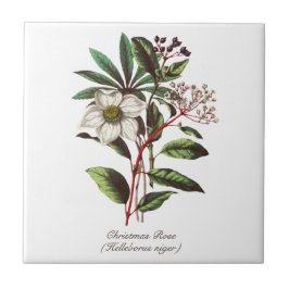 Vintage botanische Rose Blume Bouquet Fliese