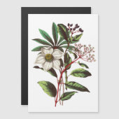 Vintage botanische Rose Blume Bouquet Magnetkarte (Vorne/Hinten)