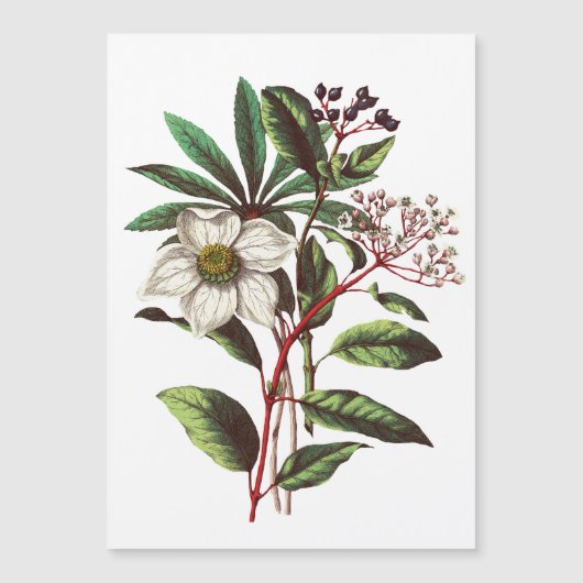 Vintage botanische Rose Blume Bouquet Magnetkarte (Vorderseite)