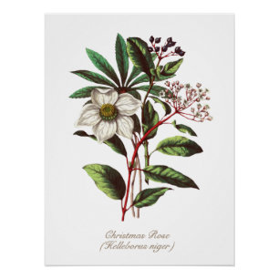 Vintage botanische Rose Blume Bouquet Po Poster