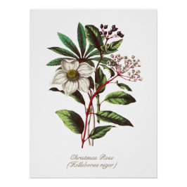 Vintage botanische Rose Blume Bouquet Poster
