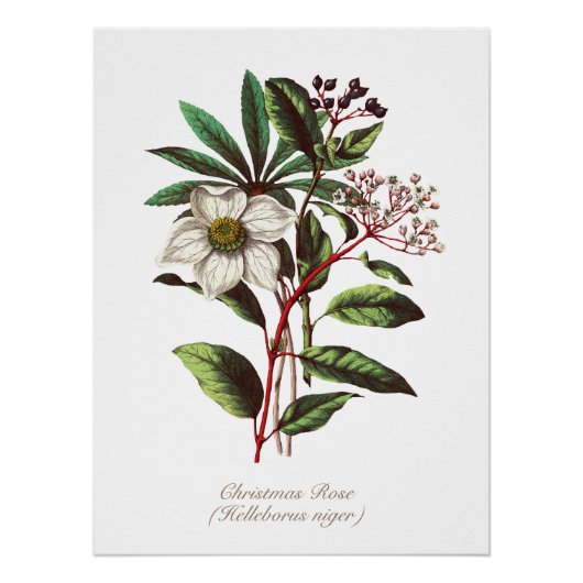 Vintage botanische Rose Blume Bouquet Poster (Vorderseite)