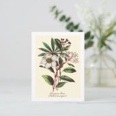 Vintage botanische Rose Blume Bouquet Postkarte (Stehend Vorderseite)