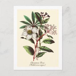 Vintage botanische Rose Blume Bouquet Postkarte