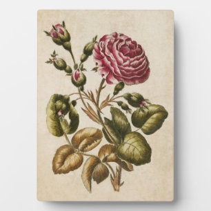 Vintage botanische Rose Fotoplatte