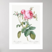 VINTAGE BOTANISCHE ROSE POSTER (Vorne)