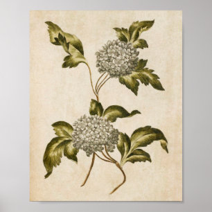 Vintage botanische Rose Poster
