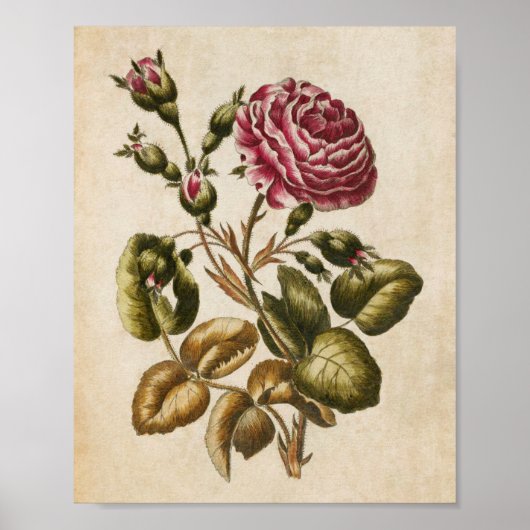 Vintage botanische Rose Poster (Vorne)