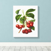 Vintage Botanische Rotkrebse Canvas Leinwanddruck (Insitu (Holzboden))