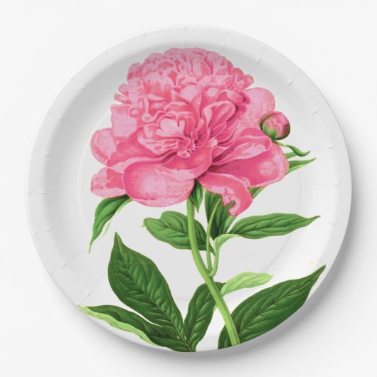 Vintage botanische Schrift, Pastellrosa Pappteller (Vorderseite)