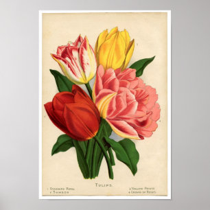 Vintage botanische Schrift - Tulpen Poster