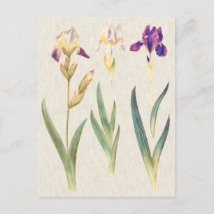 Vintage botanische Schwertlilien-Illustration Postkarte