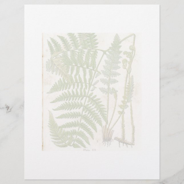 Vintage botanische Seite - Fern (Vorderseite)
