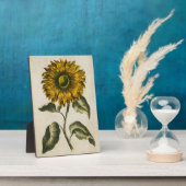 Vintage botanische Sonnenblume Fotoplatte (Seite)