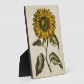 Vintage botanische Sonnenblume Fotoplatte (Seite)