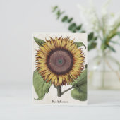 Vintage botanische Sonnenblume Postkarte (Stehend Vorderseite)