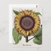 Vintage botanische Sonnenblume Postkarte (Vorne/Hinten)