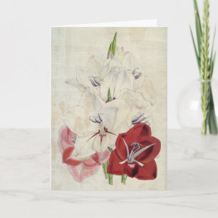 Vintage botanische Sorten Gladiolus Karte