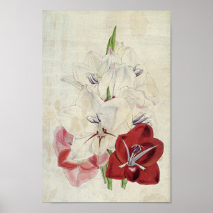 Vintage botanische Sorten Gladiolus Poster