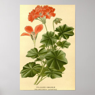 Vintage botanische Studie Ivy verlassen Geranium I Poster