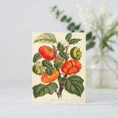 Vintage botanische Tomatendruckerei Postkarte (Stehend Vorderseite)
