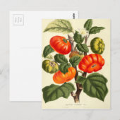 Vintage botanische Tomatendruckerei Postkarte (Vorne/Hinten)
