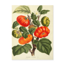 Vintage botanische Tomatendruckerei