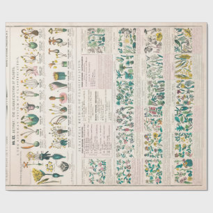 Vintage botanische Übersicht: Klassifizierung von  Geschenkpapier