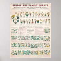 Vintage botanische Übersicht