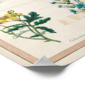Vintage botanische Übersicht Poster (Ecke)