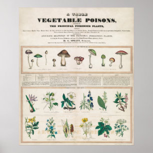 Vintage botanische Übersicht Poster