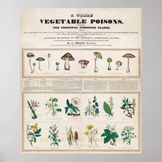 Vintage botanische Übersicht Poster (Vorne)