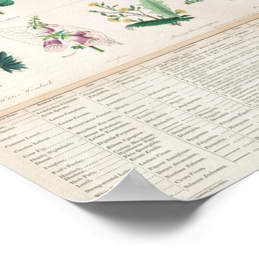 Vintage botanische Übersicht Poster (Ecke)